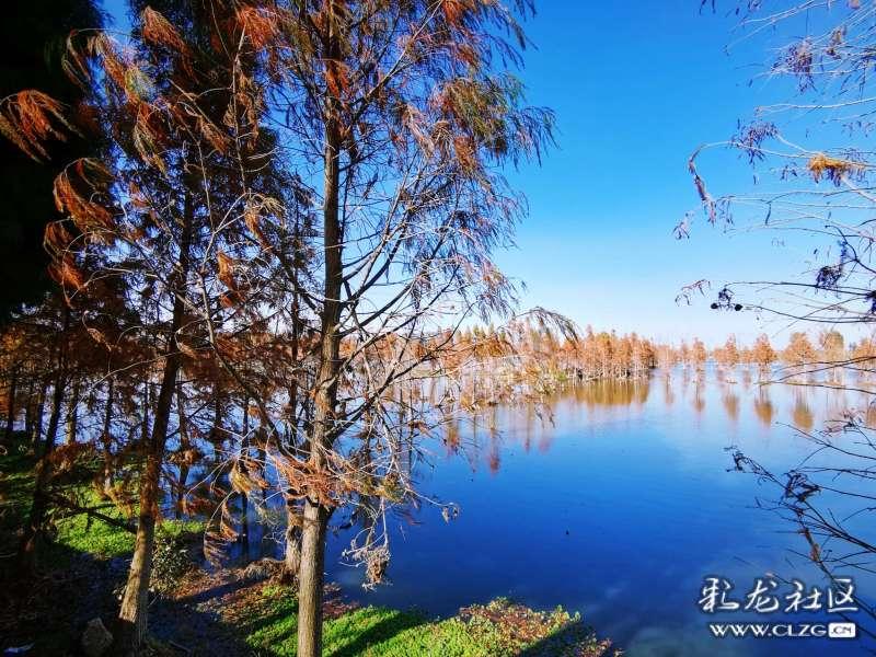 黛西是常用名吗?知识星球平台，汲取知识的瑰宝